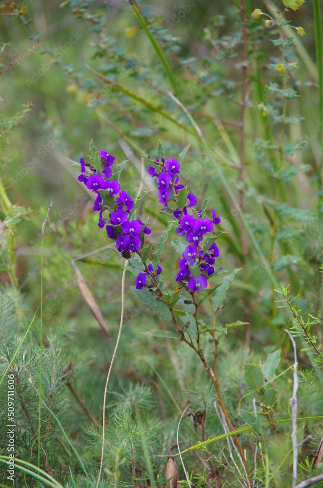 Flowers growing in the southwest of Western Australia Flowers growing in the southwest of Western Australia