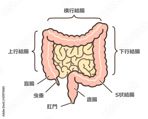 大腸のイラスト