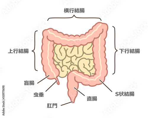 大腸のイラスト photo