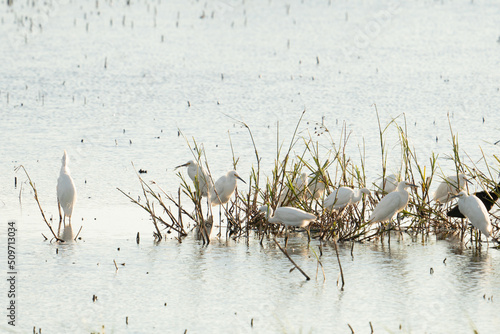 Vigorously growing wetland grasses in the shallow coastal wetland water attracts groups of migratory shore birds such as white snowy egret who are here to forage for food
