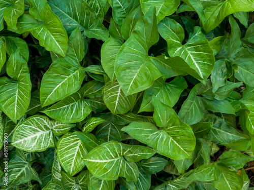 Sri rejeki leaf background that propagates in the yard