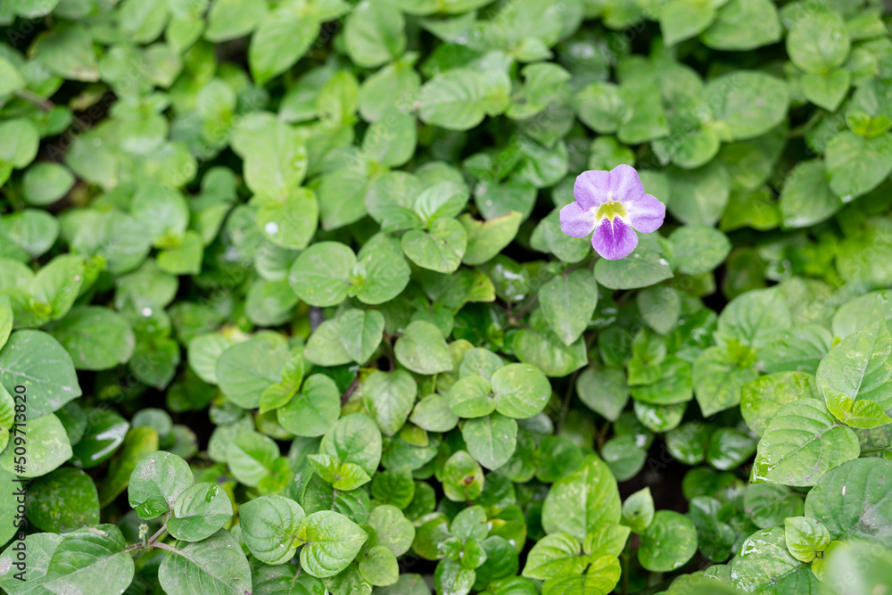 Blooming purple flowers of Coromandel or Asystasia gangetica in green garden also known as Chinese violet or Creeping foxglove Blooming purple flowers of Coromandel or Asystasia gangetica in green garden also known as Chinese violet or Creeping foxglove