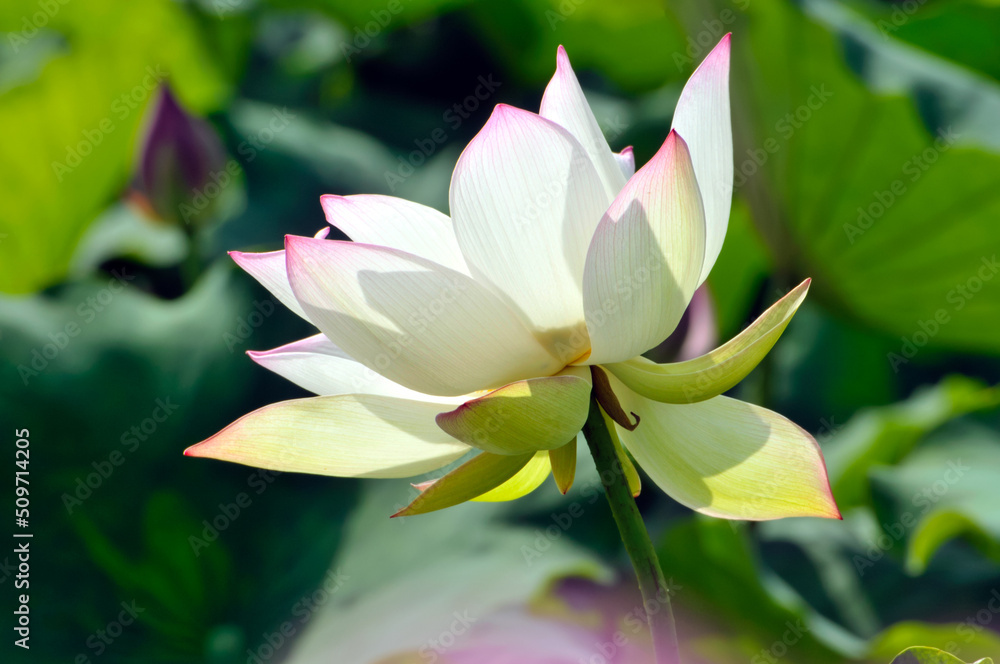 Obraz premium Blossoming lotus flower
