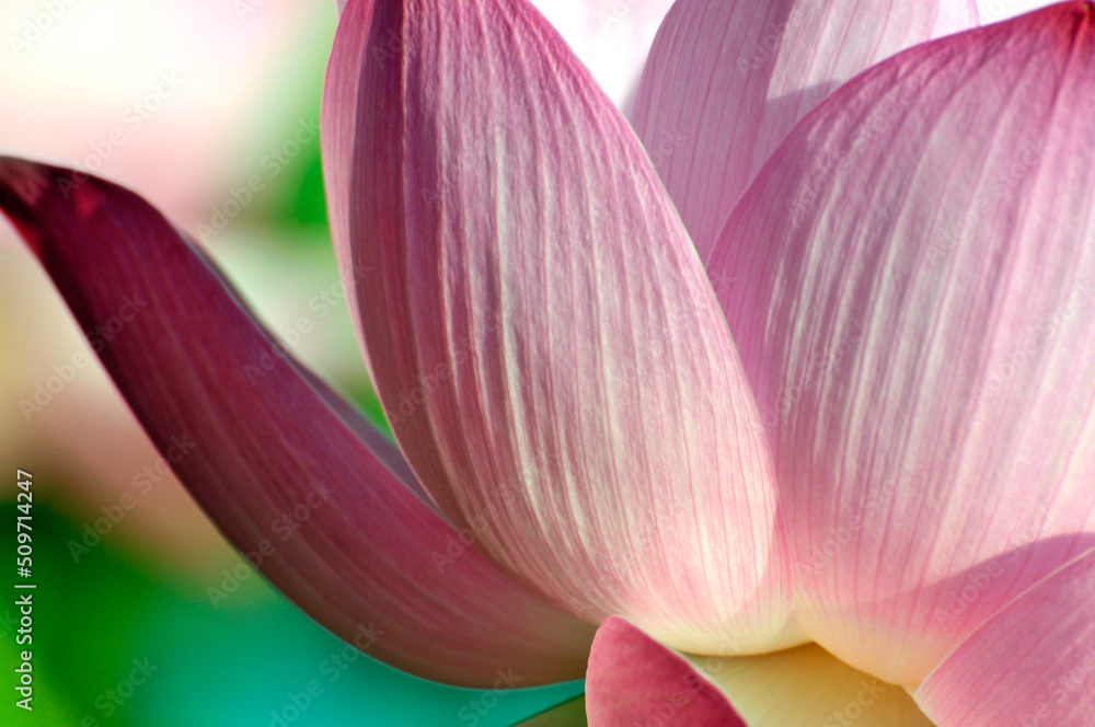 Blossoming lotus flower