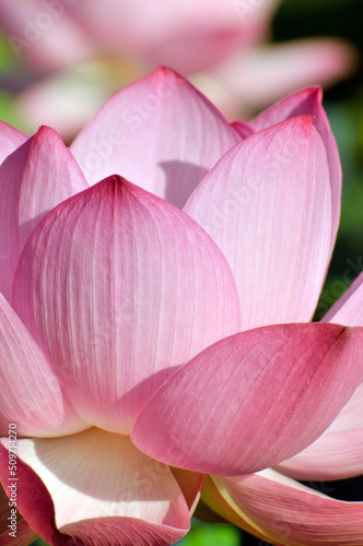 Blossoming lotus flower