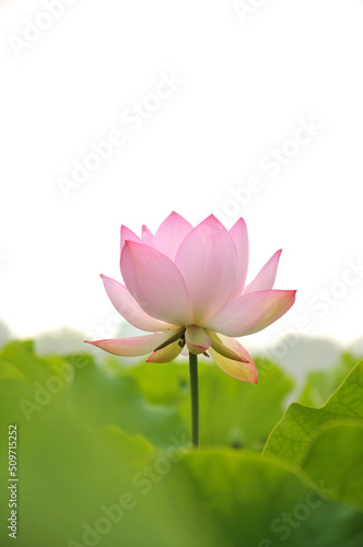 pink lotus in the pond