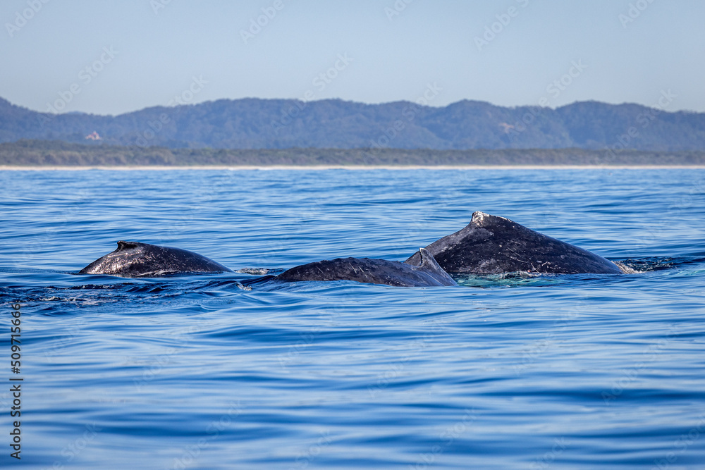 Whales travelling on humpback highway in NSW Whales travelling on humpback highway in NSW