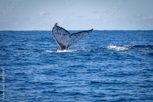 Whale tail during the whale migration NSW