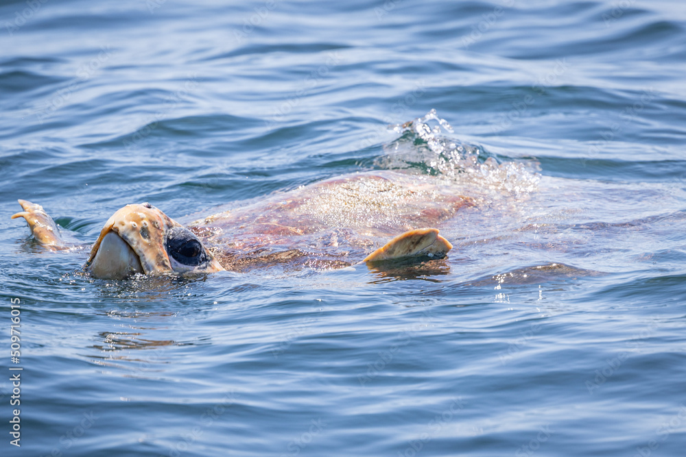 Obraz premium Loggerhead turtle relaxing on the surface of the ocean