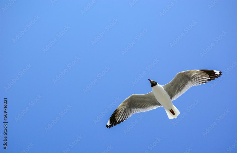 Obraz premium seagull in flight