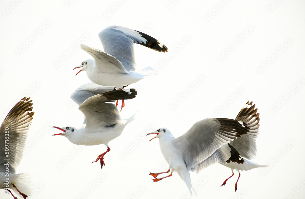 Obraz premium seagull in flight