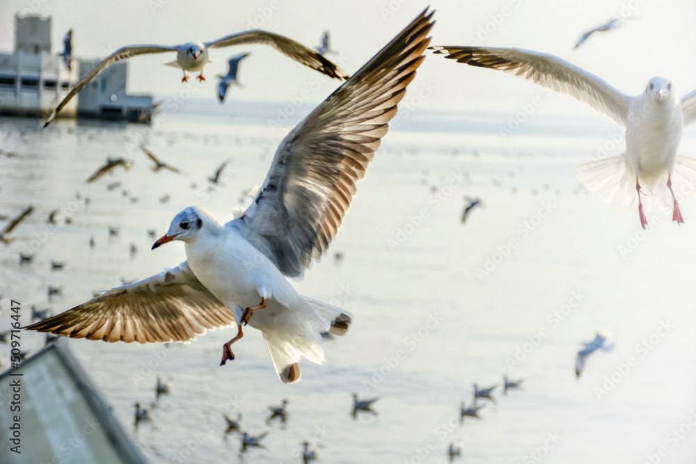 Obraz premium seagull in flight