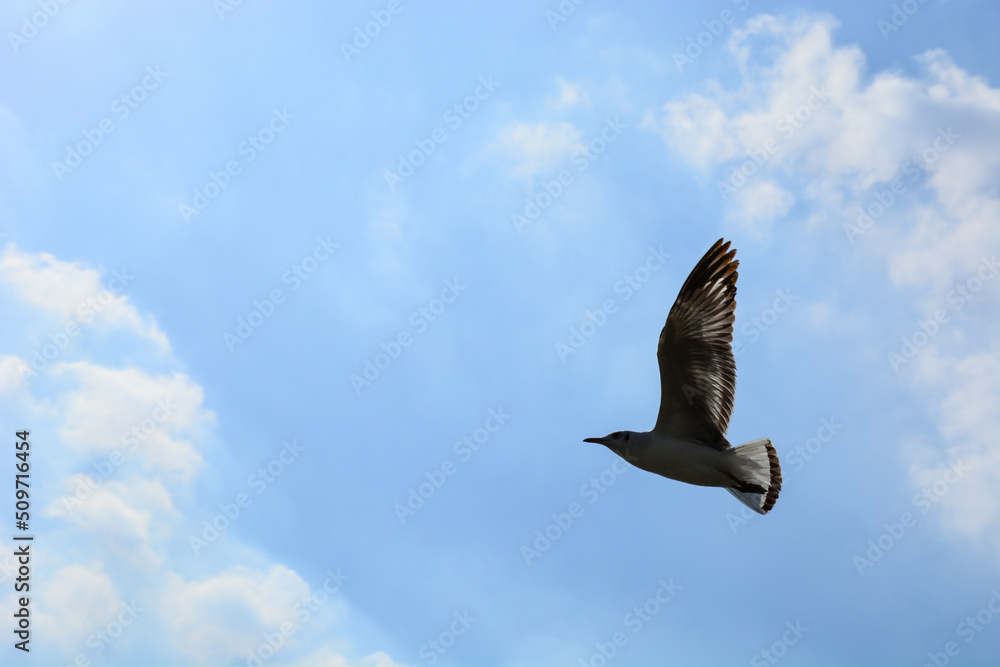 Obraz premium eagle in flight