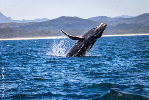 Whale breaching in NSW, Australia © Amanda