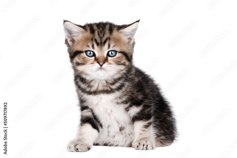 scottish straight brown little kitten with blue eyes sits and looks straight isolated