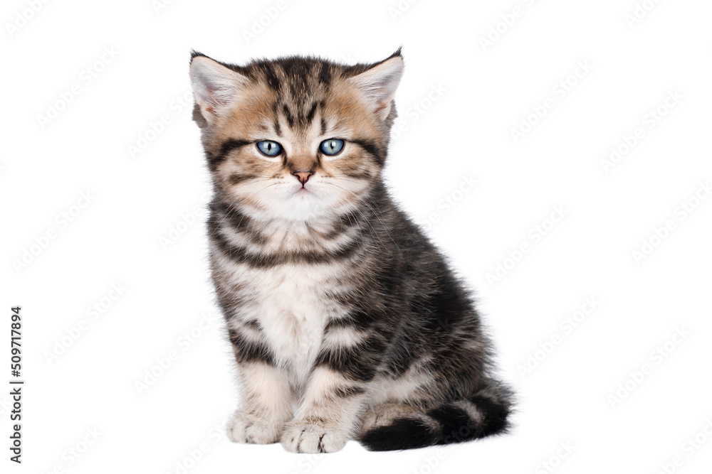 brown little kitten scottish straight with blue eyes isolated