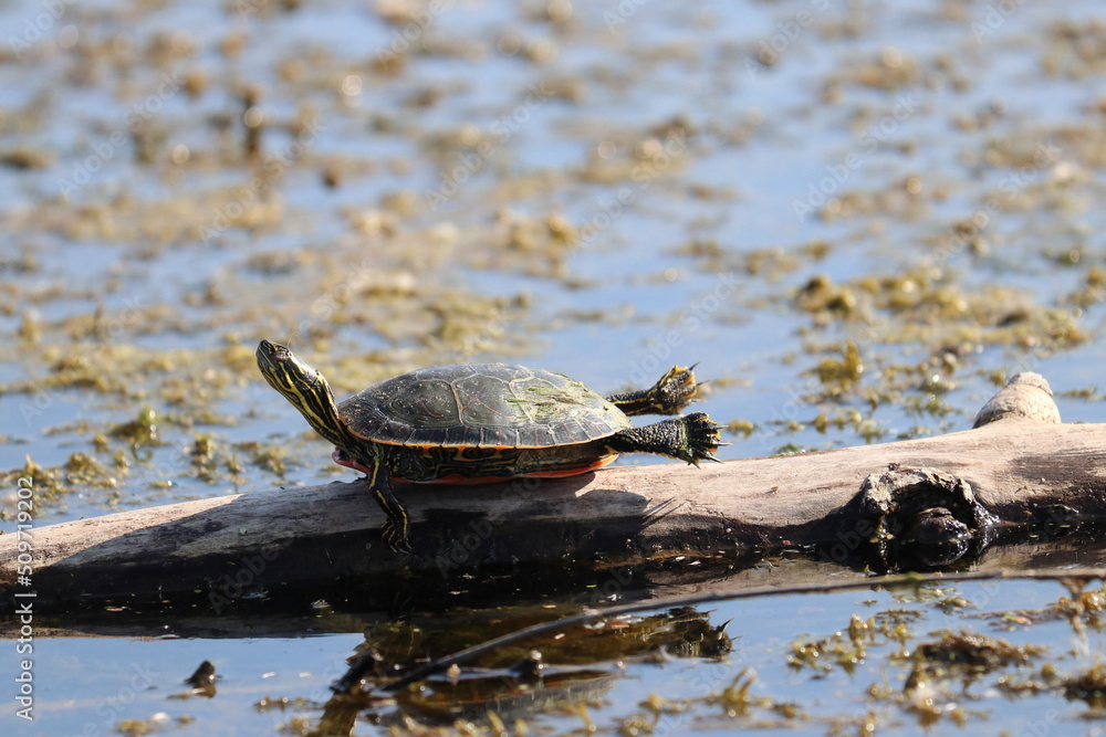 Obraz premium turtle on the water