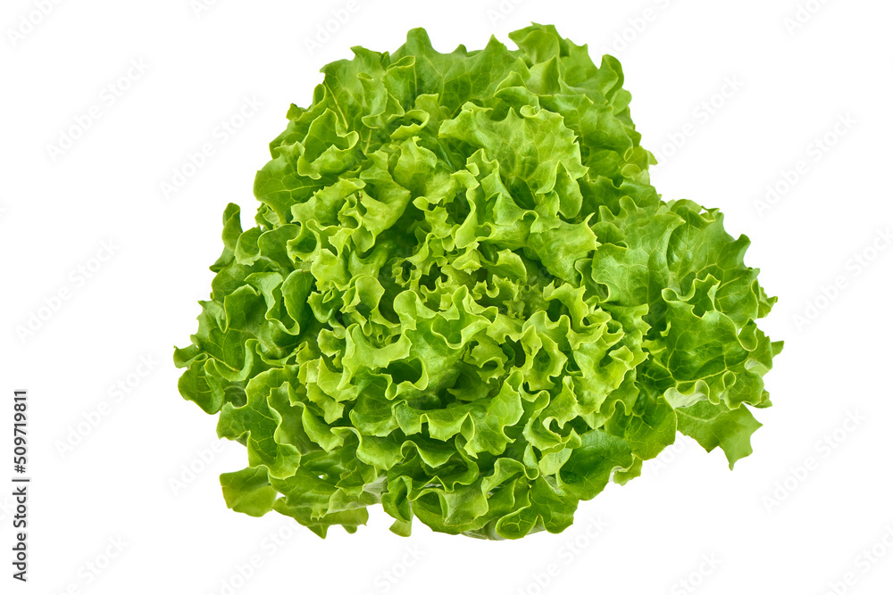 Fresh green lettuce isolated on a white background Fresh green lettuce isolated on a white background