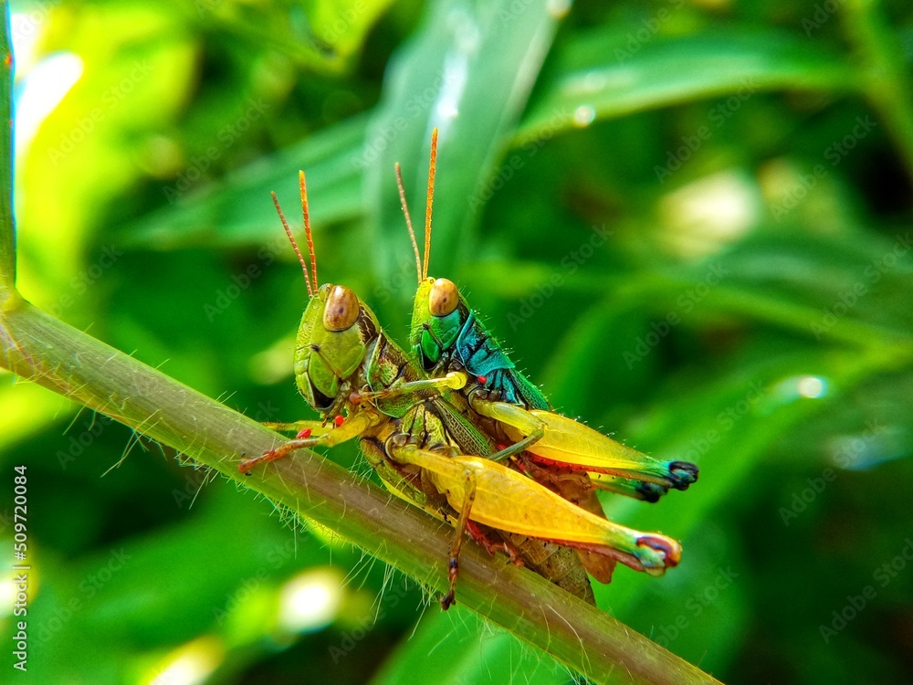 Closeup of a locust on a branch, locusts are mating