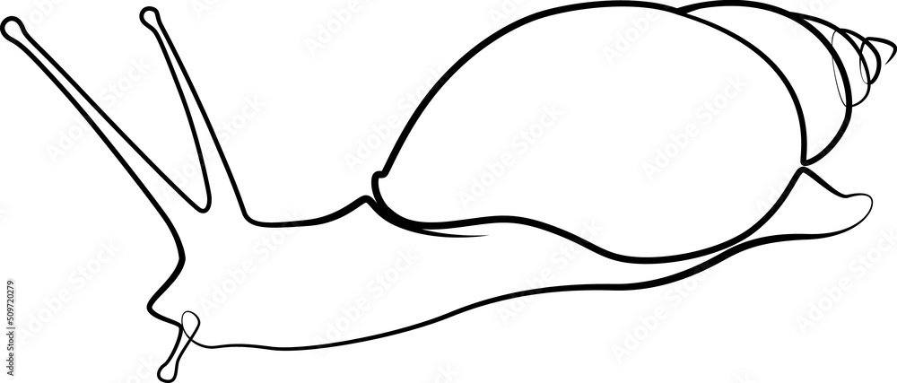 single line exotic pet snail single line exotic pet snail