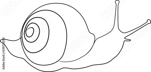 single line exotic pet snail