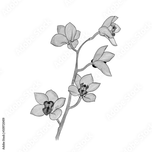 detailed sketch of an orchid branch. Hand-drawn. design greeting card and inv...