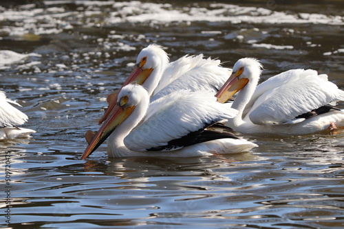 American Pelican