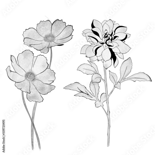 detailed sketch of a chrysanthemum and garden flower. Hand-drawn. design gree...