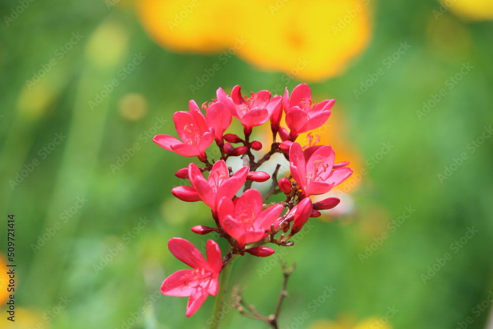 Jatropha integerrima, commonly known as peregrina or spicy jatropha, is a species of flowering plant in the spurge family, Euphorbiaceae, that is native to Cuba and Hispaniola. Jatropha integerrima, commonly known as peregrina or spicy jatropha, is a species of flowering plant in the spurge family, Euphorbiaceae, that is native to Cuba and Hispaniola.