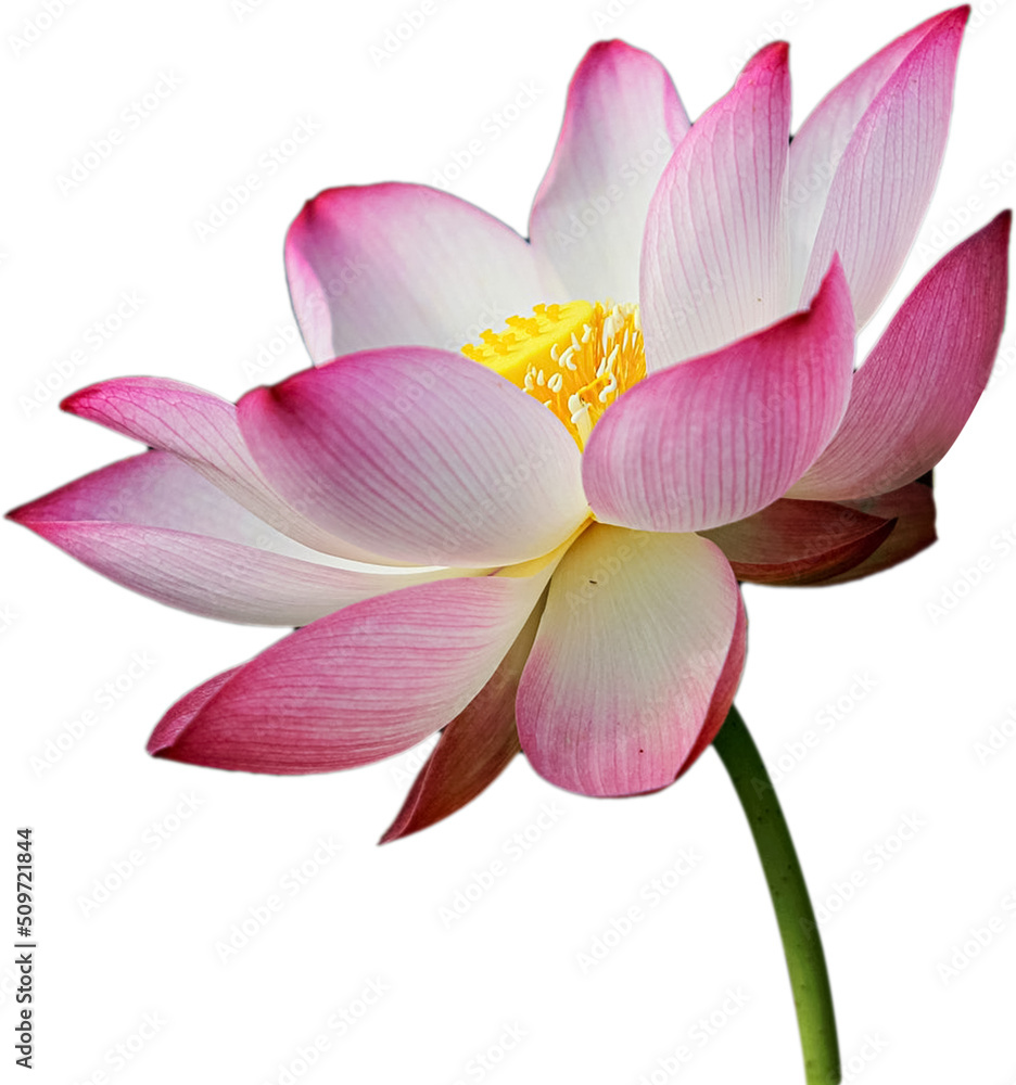 Fototapeta premium Pink Water Lily Flower Lotus White