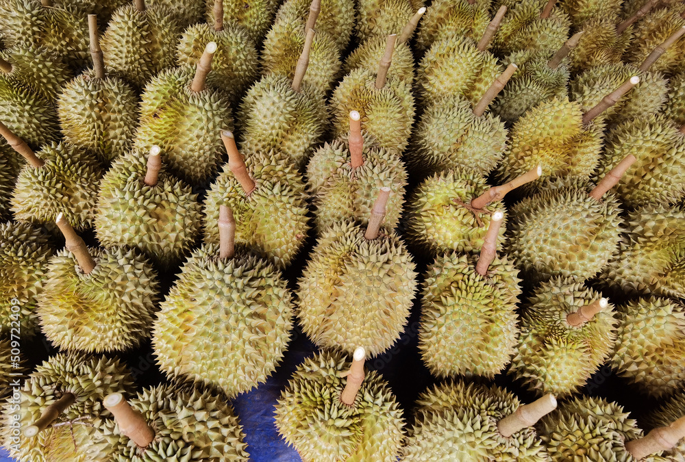 Top view of durian fruit on the floor Top view of durian fruit on the floor