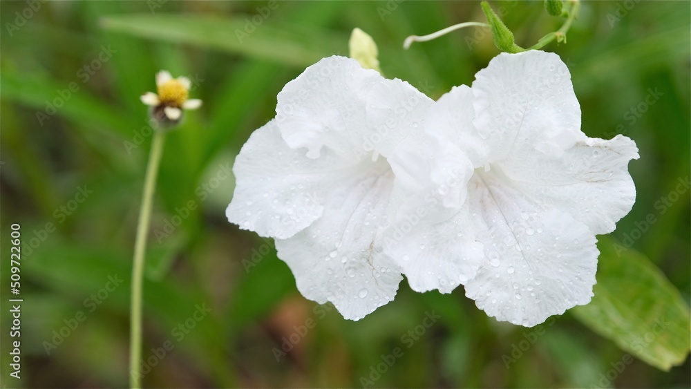Obraz premium Ruellia tuberosa also known as minnieroot, fever root, snapdragon root and sheep potato, white flower in bloom in the garden.