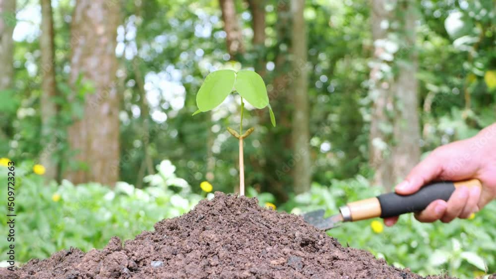 small tree growing It has been planted and watered well. small tree growing It has been planted and watered well.