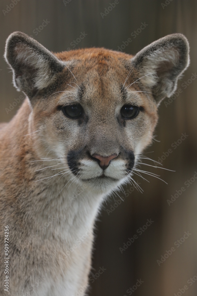 Naklejka premium portrait of a mountain lion cub