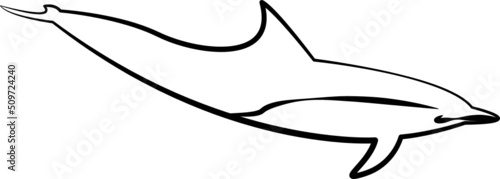 dolphin isolated on white