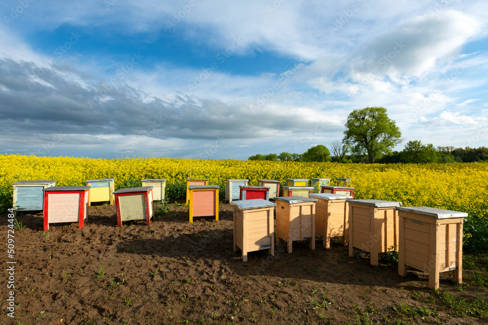 Beehives over blossoming rape field Beehives over blossoming rape field