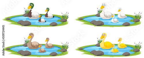 Duck in the pond on white background