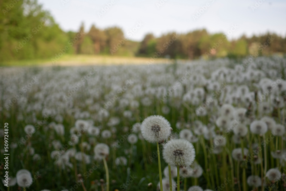 Obraz premium Wiese voller Pusteblumen