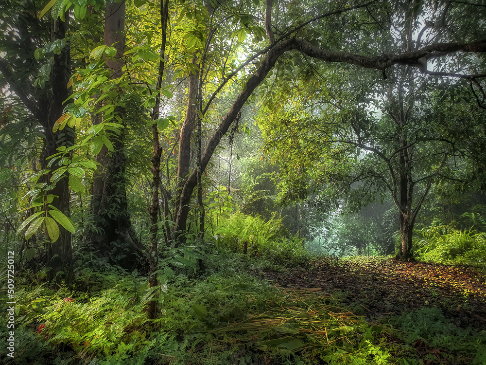 Beautiful tropical forests in Thailand. Beautiful tropical forests in Thailand.