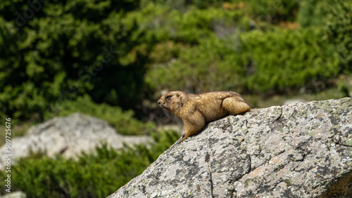 a groundhog sits on a rock and basks in the sun in the mountains
