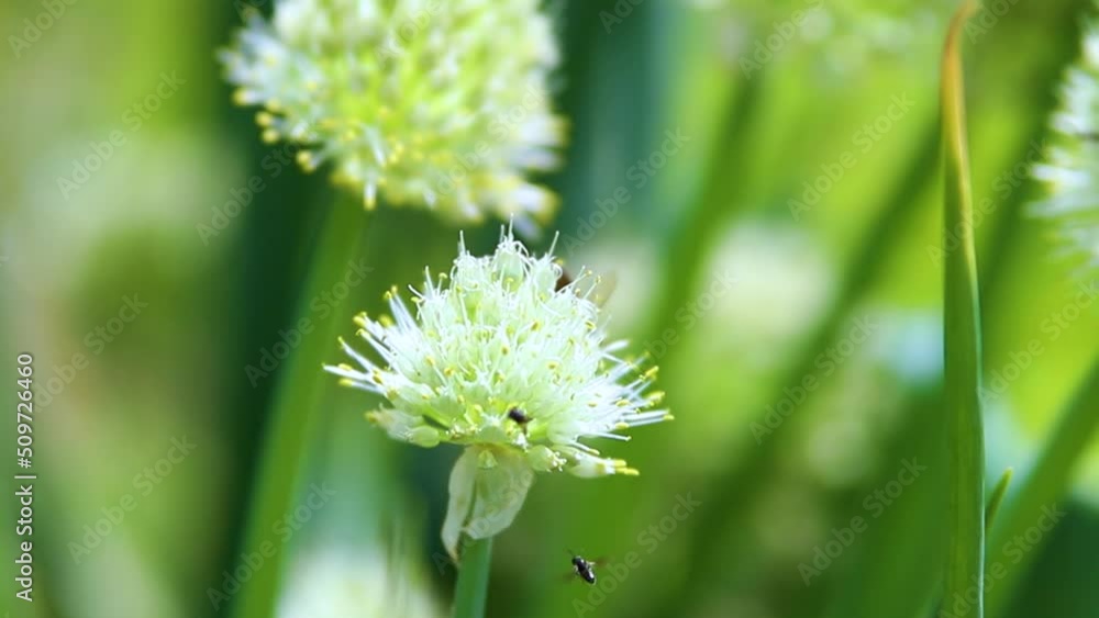 A honey bee pollinates a flowering onion. A bee sits on a white flower and collects nectar and pollen. Bright sunny day. Insect life. A honey bee pollinates a flowering onion. A bee sits on a white flower and collects nectar and pollen. Bright sunny day. Insect life.
