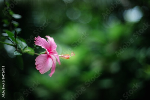 Focus shot of pink hibiscus stamens against a background of green leaves.