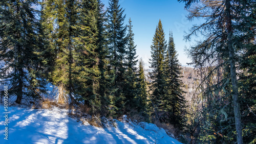 Evergreen coniferous trees grow on the snowy hillside. Shadows on the snow. Clear blue sky. Altai