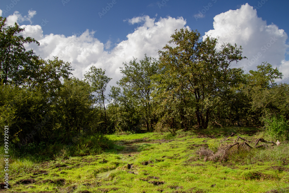 Tranquil landscape setting in the Kruger National park in South Africa