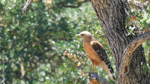 red tailed hawk