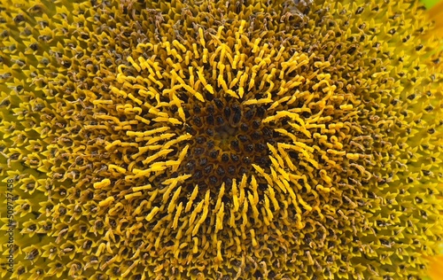 a close up of beautiful sunflower