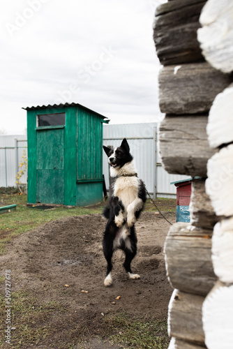 A playful dog stands on its hind legs in the yard in the village. Vertical photo.