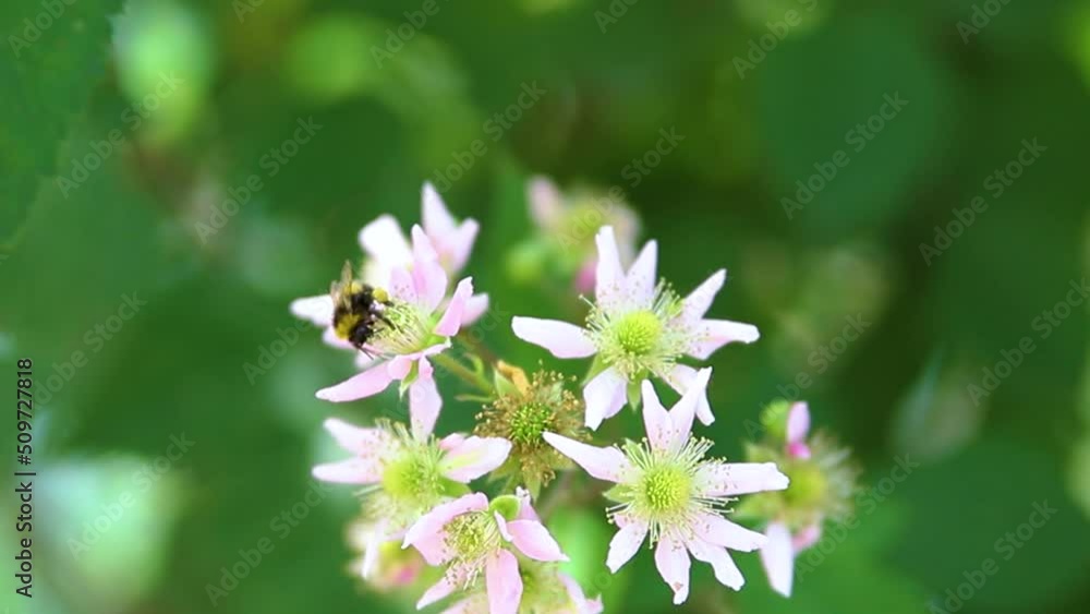 Bumblebee pollinates a flowering blackberry bush. A bee sits on a white flower and collects nectar and pollen. Bright sunny day. Insect life. Bumblebee pollinates a flowering blackberry bush. A bee sits on a white flower and collects nectar and pollen. Bright sunny day. Insect life.