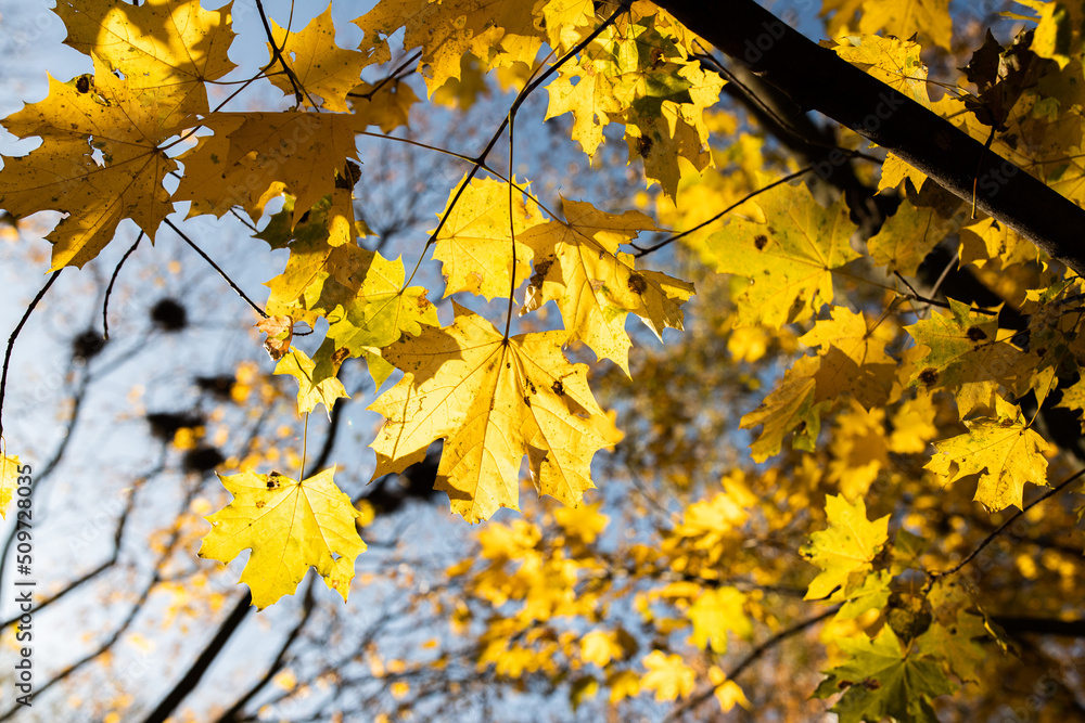 Autumn landscape with forest and sky. Front view. Autumn landscape with forest and sky. Front view.