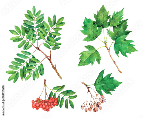Watercolor rowan and wild service tree branches and fruits. Sorbus aucuparia, Sorbus torminalis isolated on white background. Hand drawn painting plant illustration. photo
